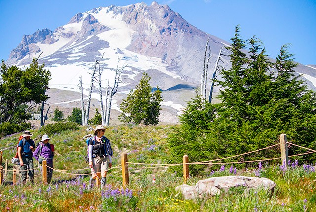 Mt. Hood summer hiking, hikers and flowers, OR.